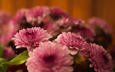close up of pink chrysanthemum