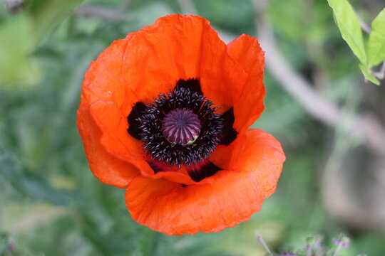 Turkish poppy, flower head, blurred background