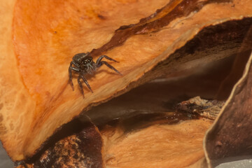 Attentive Spider