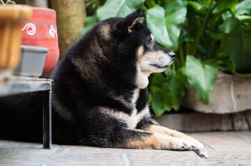 shiba inu in the garden