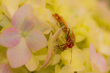 Insects Mating