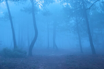 Niebla entre los pinos en Sierra Segura, Jaén, Andalucía, España
