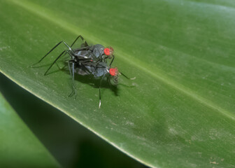 Insects Mating