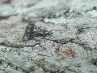 Fly Mating