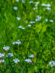 Obraz na płótnie Canvas Small blue meadow flowers in green grass