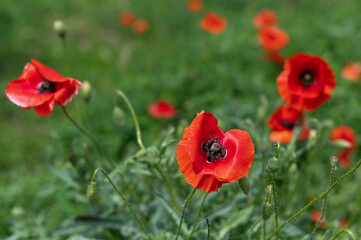 bright red field poppies among green grass in spring afternoon