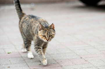 sad tabby cat is walking along the sidewalk tile. cat bully. street stray animal in the city