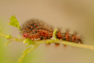 Caterpillar