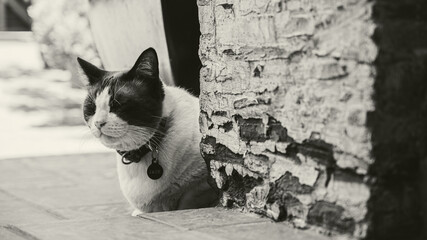 black and white cat