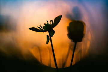 abstract background flowers at sunset