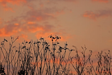 Fototapeta premium sunset with sky in autumn afternoons