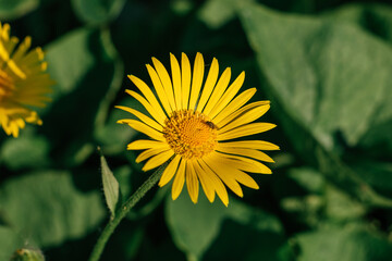 The yellow flower of doronikum close up. Fly in the center of the flower. Natural background