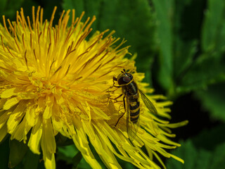 Flower insect bee looking for pollen in yellow dandelion