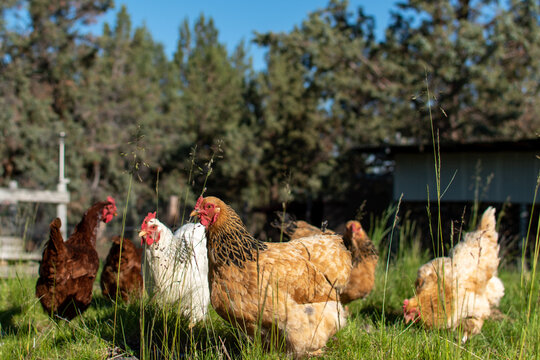 Group of several free-range backyard chickens in a pasture on a ranch in Bend Oregon.