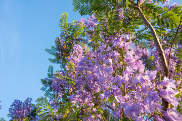 Purple Jacaranda tree in bloom in Mexico