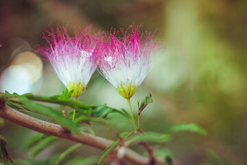 Eucalyptus blossom flower pink
