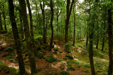 Mata de alnergaria Wood on spring with green trees and brown leafs on the ground
