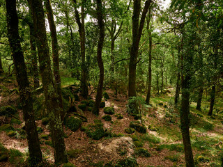 Obraz premium Mata de alnergaria Wood on spring with green trees and brown leafs on the ground