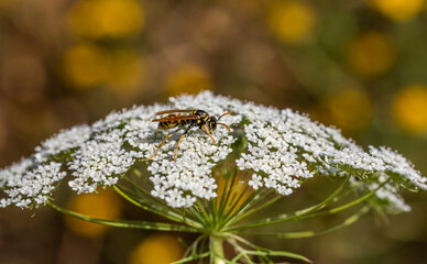 bee on a flower