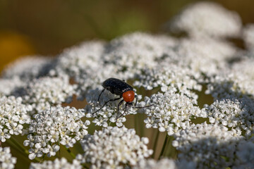 fly on leaf