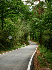 Obraz premium Empty road between the green woods of Mata de Albergaria at Gerês