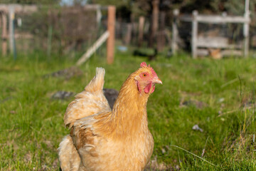 Curious Buff Orpington free range chicken on a Bend Oregon ranch.