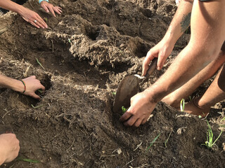 hands planting seeds
