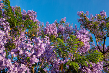 Purple Jacaranda tree in bloom in Mexico