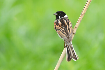 Reed bunting male close up ( Emberiza schoeniclus )