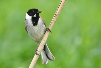 Reed bunting male close up ( Emberiza schoeniclus )