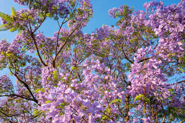 Purple Jacaranda tree in bloom in Mexico