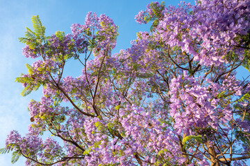 Purple Jacaranda tree in bloom in Mexico