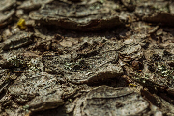 Brown wood bark close up