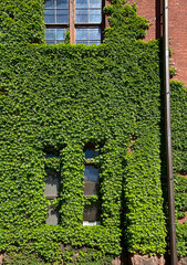 big red brick gym with green ivy 