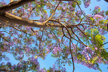 Purple Jacaranda tree in bloom in Mexico