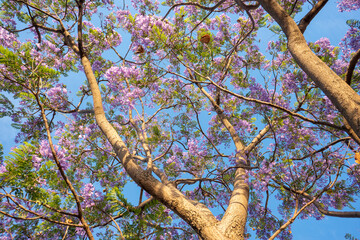 Fototapeta premium Purple Jacaranda tree in bloom in Mexico