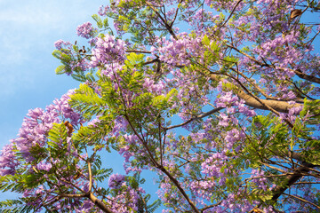 Purple Jacaranda tree in bloom in Mexico