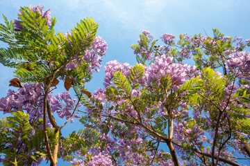 Purple Jacaranda tree in bloom in Mexico