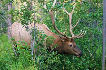 Bull Elk eating grass at the end of summer in Rocky Mountain National Park,