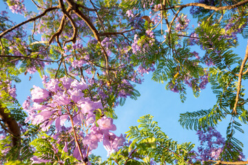 Purple Jacaranda tree in bloom in Mexico