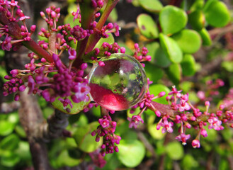 pink flower with water drops