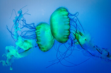 Graceful Jellyfish in Aquarium