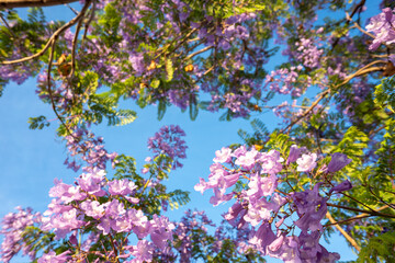 Obraz na płótnie Canvas Purple Jacaranda tree in bloom in Mexico