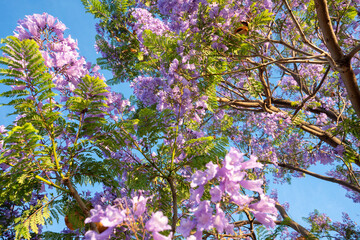 Purple Jacaranda tree in bloom in Mexico