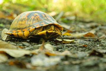 Eastern Box Turtle (Terrapene Carolina Carolina) hiding in its shell.
