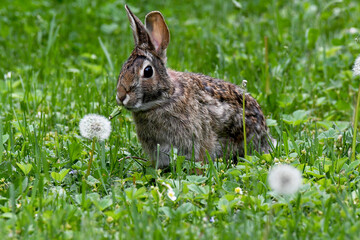 Rabbit standing in grass and eating a dandelion