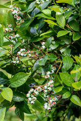 Close up of green blueberries growing on a bush, organic food source
