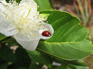ladybug on a flower
