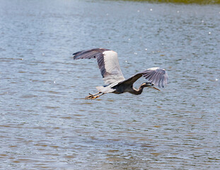 Heron in flight