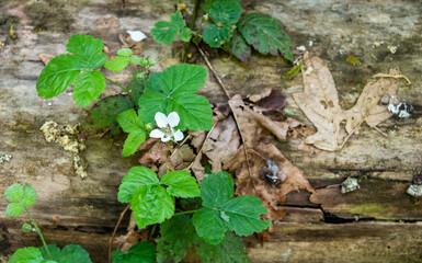 Blackberry vine with white blooms over a log in the woods
